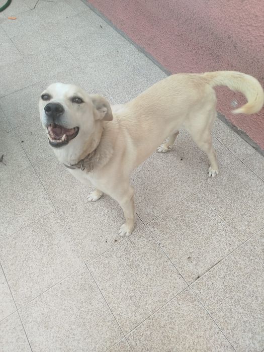 Cão para adoção urgente