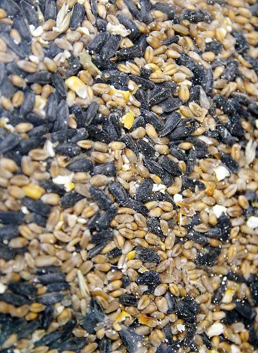 Mieszanka ziaren Pokarm dla ptaków 10 kg