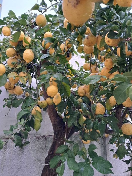 Moradia com quintal e anexo