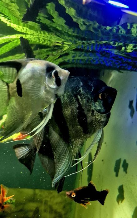 Скалярія піной, голуба