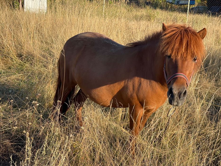 Sprzedam kuca szetlandzkiego do agroturystyki i do oprowadzanej