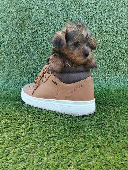 Lindo Macho Yorkshire Miniatura