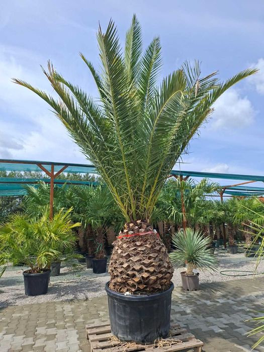 Phoenix Canariensis Daktylowiec Kanaryjski Palma Egzotyczna XXL 4 m