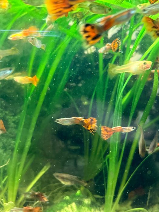 Гупії рибка самець/самка