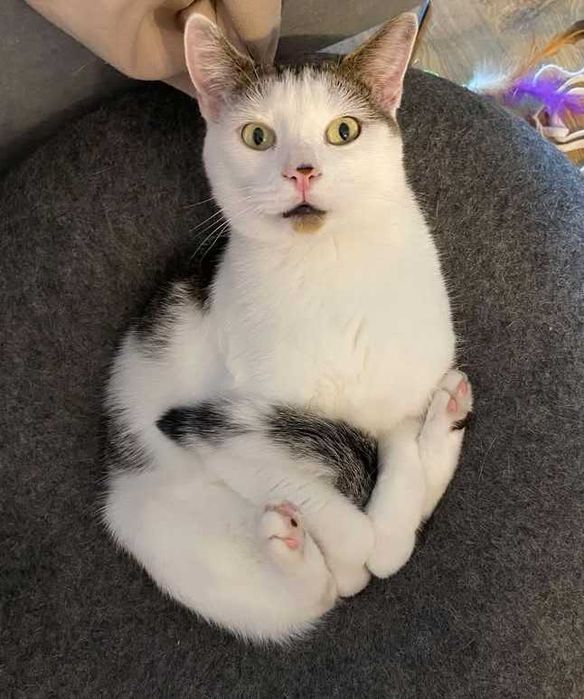 Białek – koci dżentelmen szuka swojego miejsca!