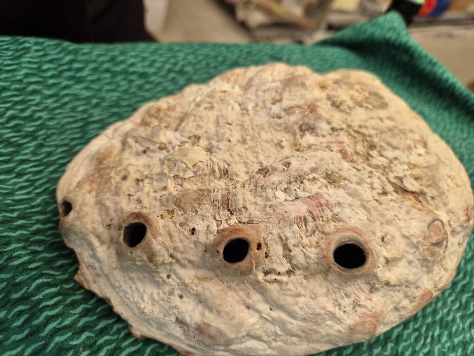 Duża muszla abalone