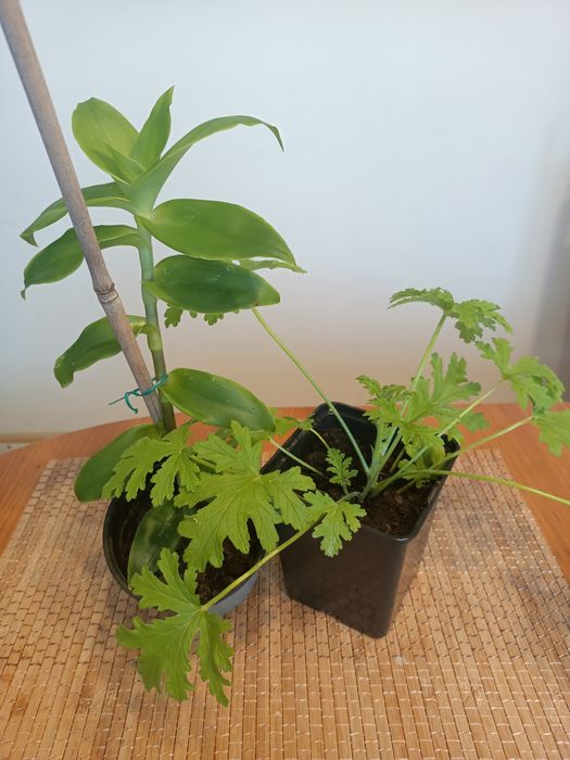 Callisia fragrans-Melnikoff i geranium "anginka"-zestaw