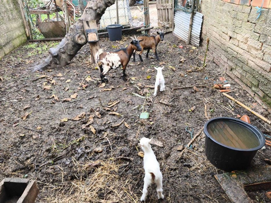 Cabras anas e chibo