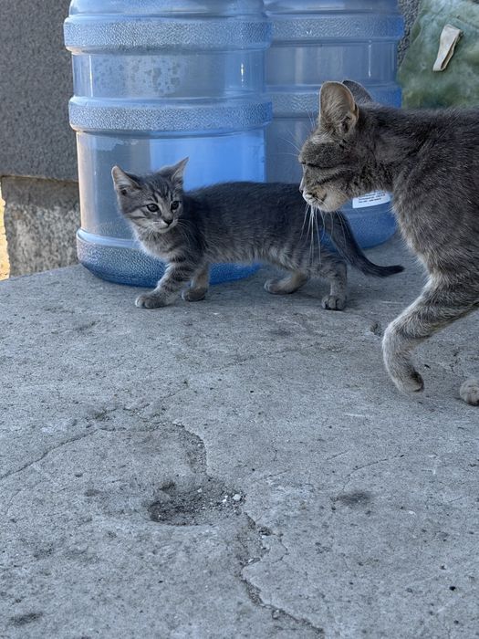 Віддам котенят дівчат оплачу стирилізацію доставлю