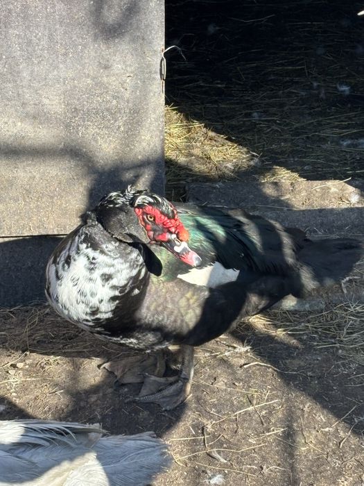 Качур і 2 уточки