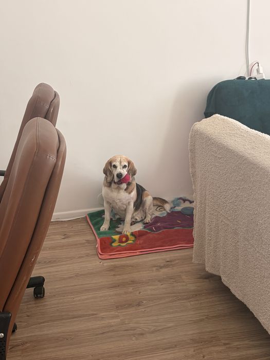 Piesek beagle szuka kochajacego domku
