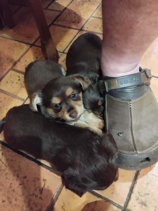 Безкоштовно. Дівчата красуні в гарну родину