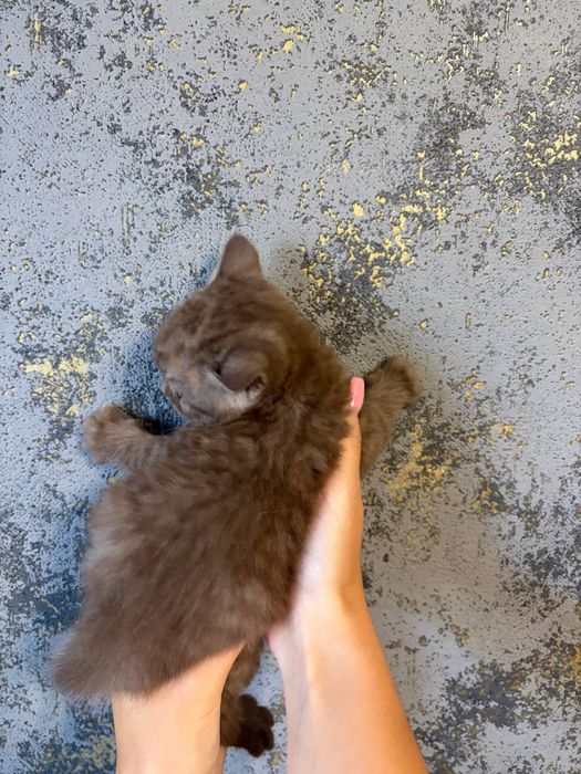 Шотландські кошенята