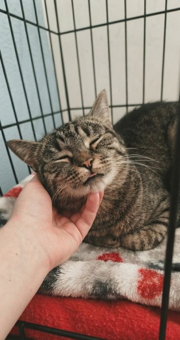 Котик ищет любящее сердце!!