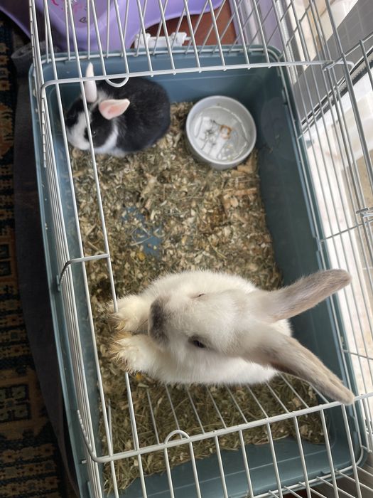 Vende se coelhos de raça