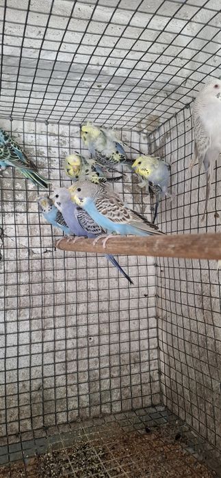Periquitos hagoromos,frisados, fallows