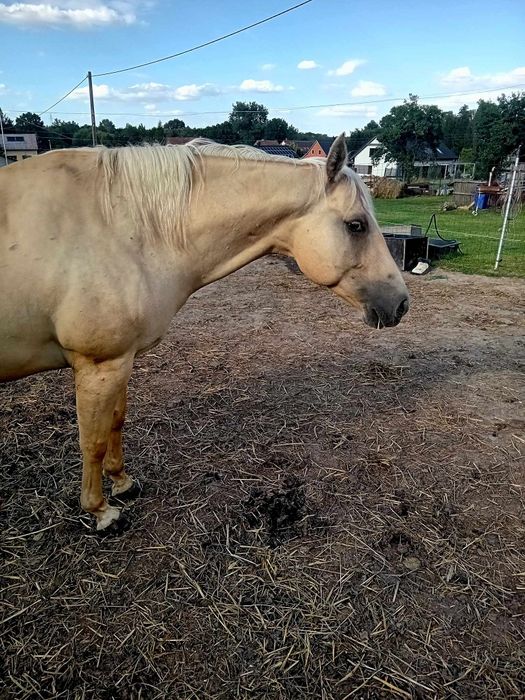 Wałach  rasy AQH 04.2018r