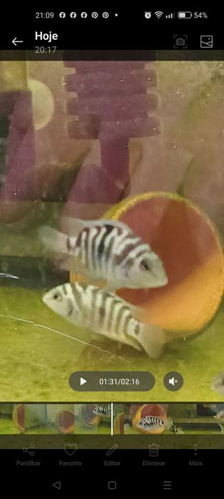 PROMOÇÃO nigrofaciatos (Acará do Congo)