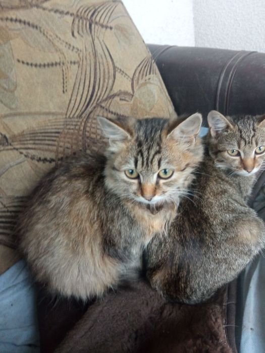 Віддам котиків в добрі руки