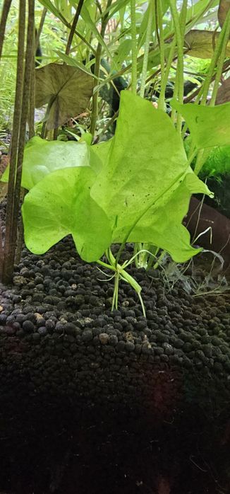 Palntas para aquario agua quente