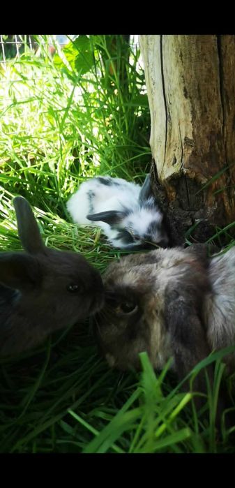 Mini Lop Królik Miniaturka baranek - jak pluszak
