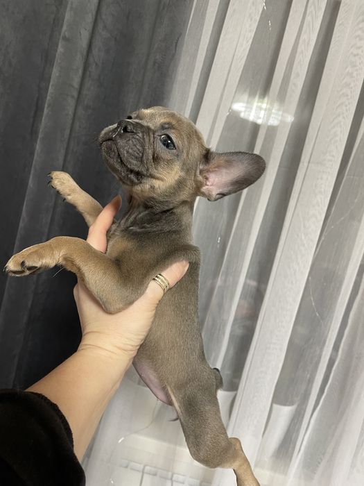 Дівчинка французького бульдога