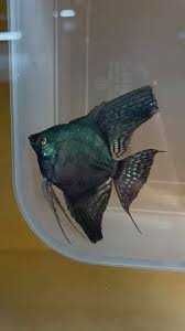 Pterophyllum scalare "black  pinoy" (Duże)