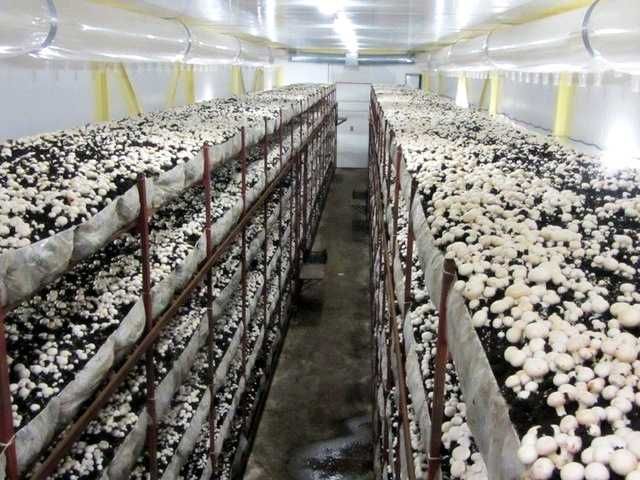 Агропромисловий комплекс по вирощуванню грибів.