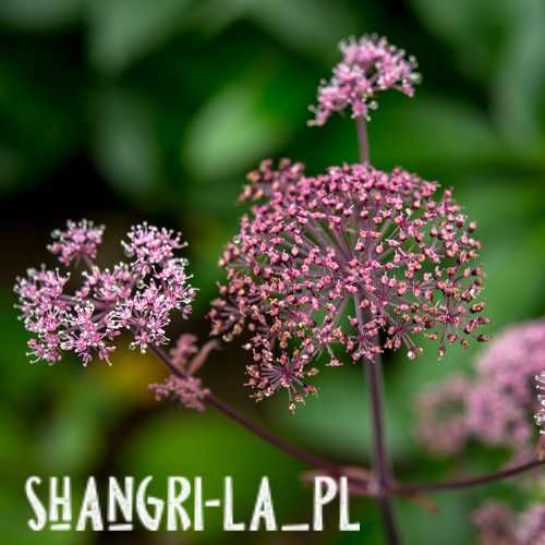 Dzięgiel leśny [Angelica sylvestris] - Ebony
