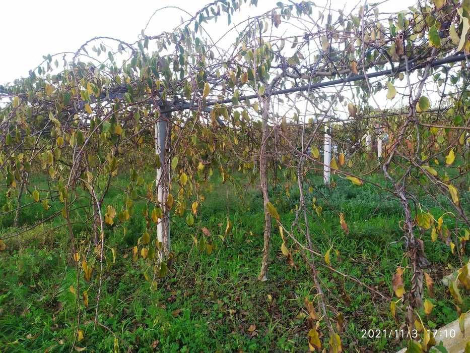 Plantas de kiwi arguta, baby kiwi produtivas