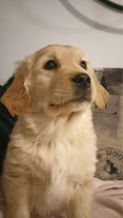 Golden retriever
