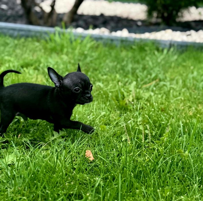 Szczenięta chihuahua piesek
