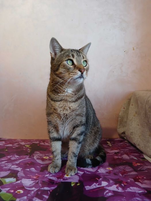 Полосатый кот Нафаня, 4 года, кастрирован