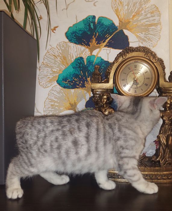 Скоттиш страйт котёнок. Девочка.