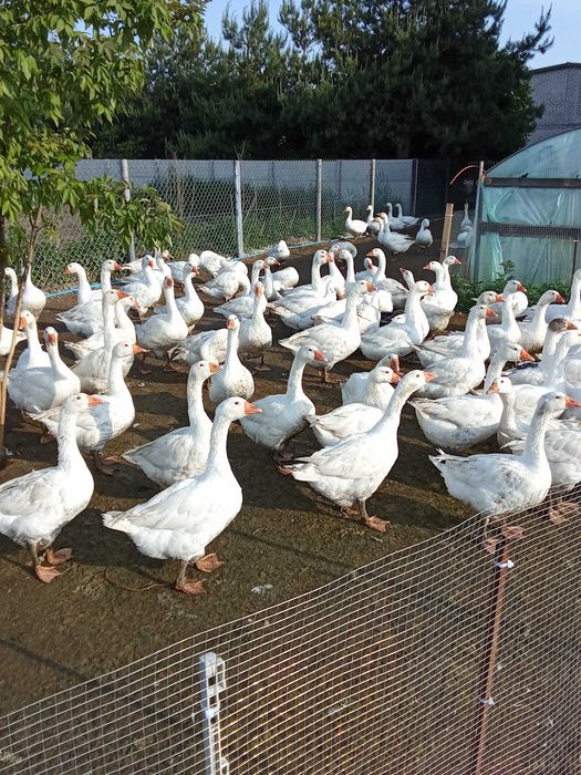 Sprzedam gęś/ gęsi