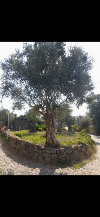 Oliveiras de centenárias