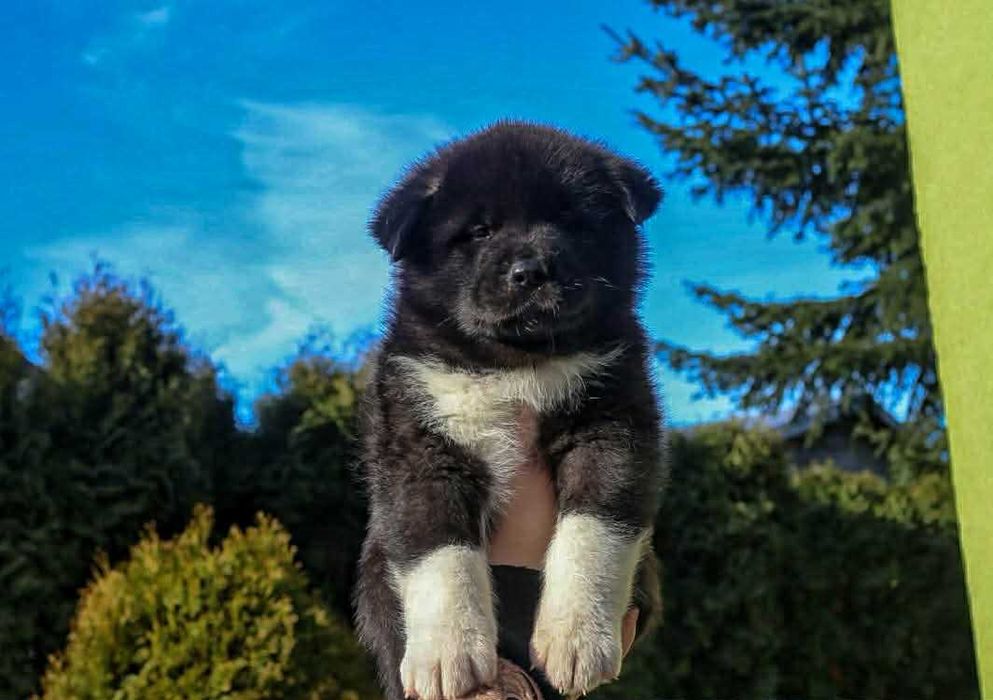 Akita Amerykańska szczeniaczek dziewczynka