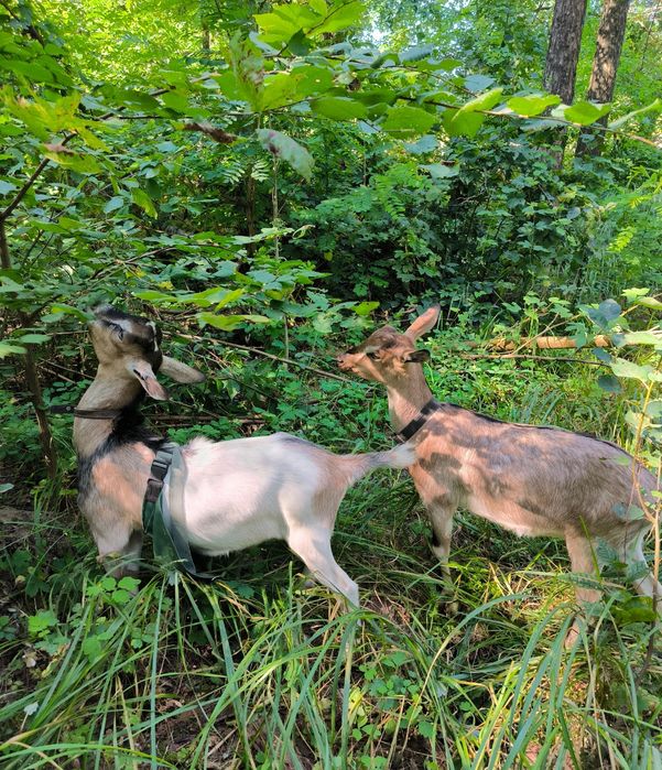 Альпийская дойная коза альпiйские кози  #козаальпiйска