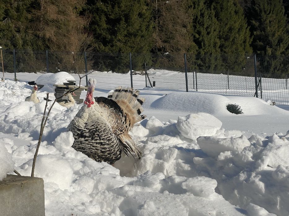 Zamienie młodego indora z kwietnia 2025