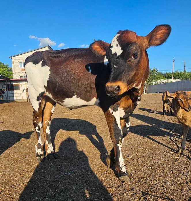 Теличка,  Джерсейська