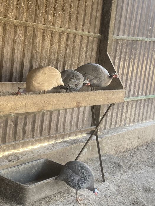 Perlice, perliczki, pentarki -brojler