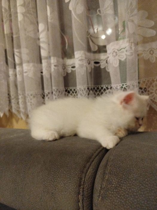 Biały kotek perski