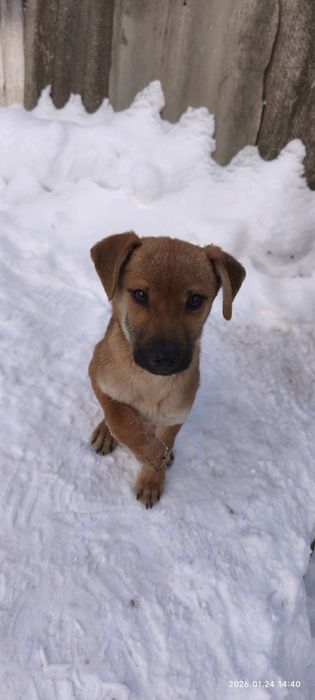 Маленький Блінчік шукає родину