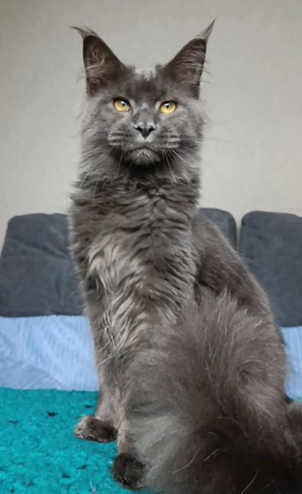 Котик породы Мейн Кун