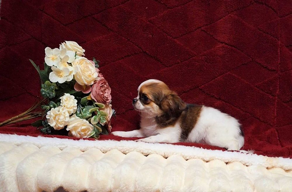 Яркий малыш с полным пакетом документов.