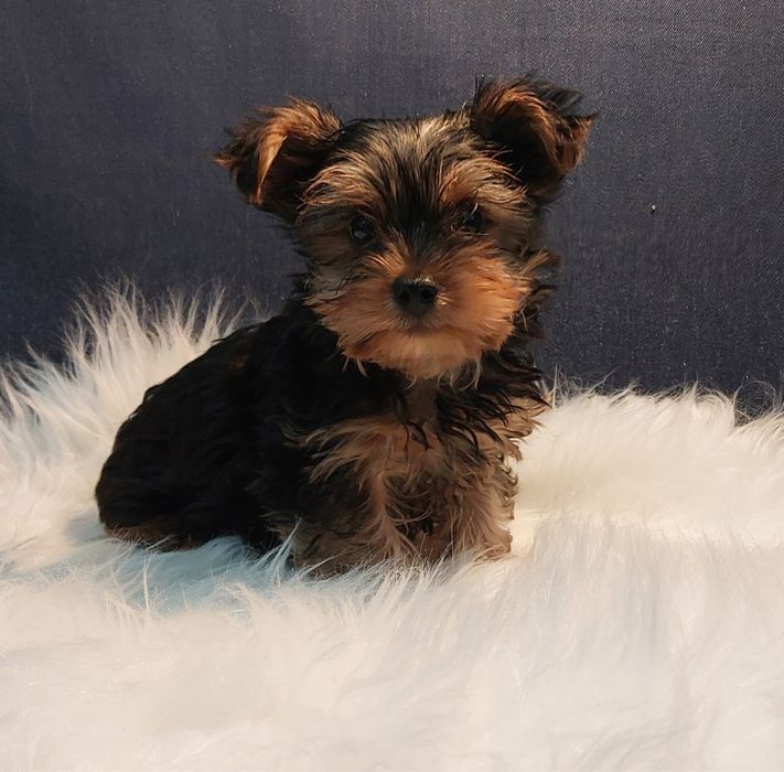 Yorkshire Terrier