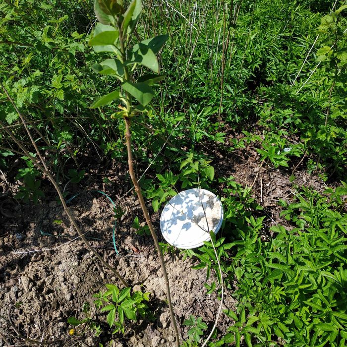 Бузок  фіолетовий , сирень