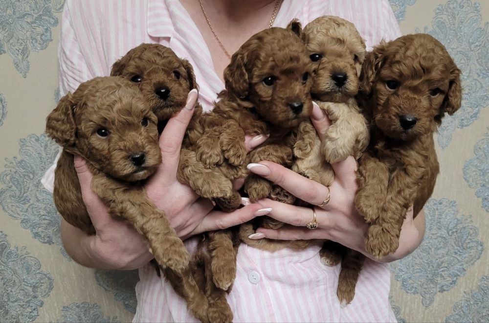 Цуценята той пуделя ред браун дівчата, хлопчики
