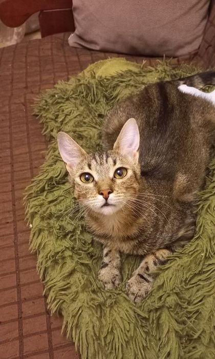 Отдам даром в добрые руки полосатую кошечку