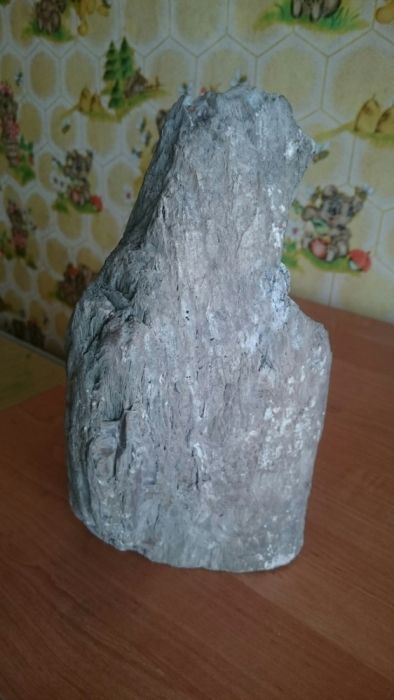 Окаменелое дерево